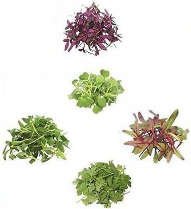 Joycity Red Amaranthus Microgreens, Spinach Microgreens, Mustard Microgreens, Onion Microgreens, Radish Microgreens. Seed