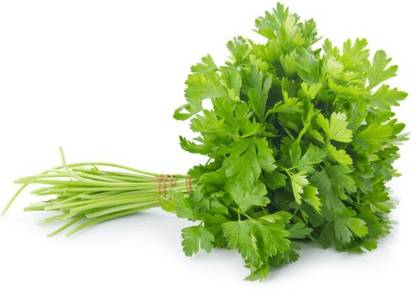 Paudha coriander,kothmir Seed