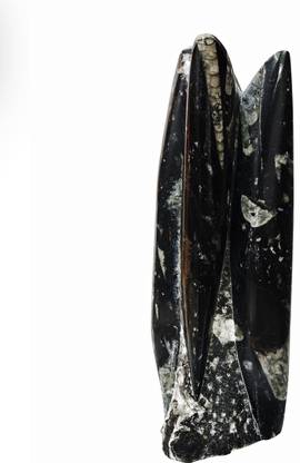 Shubhanjali Finance Stone Raw,King Size Orthoceras Fossils,Kuber Stone,Divine Orthoceras Natural Black Kuber Finance Stone For Money Growth & Business Growth,Positivity,Success (BIG) (1.6 KG) Decorative Showpiece  -  26 cm