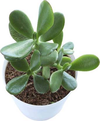EdensField Crassula Plant