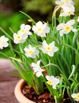 Navya germination Nargis Narcissus Flower Bulbs Best Pack of 8 In Beautiful White Color For Your Home Plant and Gardening These Bulbs Prepared Like Organic Seed