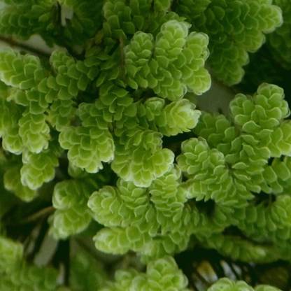 AZOLLA Azolla Seed
