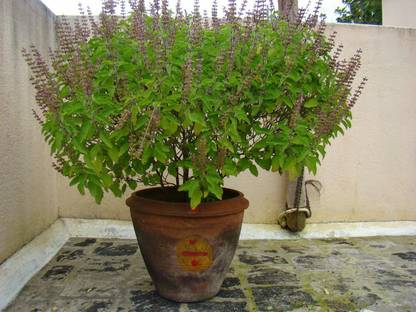 PMB Tulsi Seed