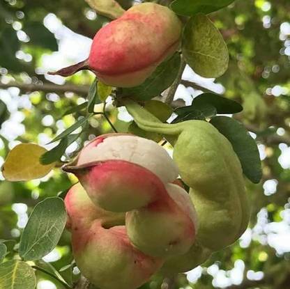 myhobbygarden Manila Tamarind Seeds Seed