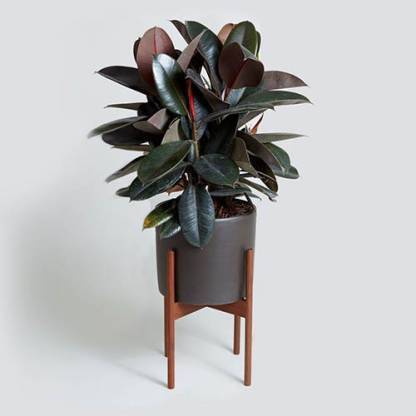 AloGardening Rubber Tree