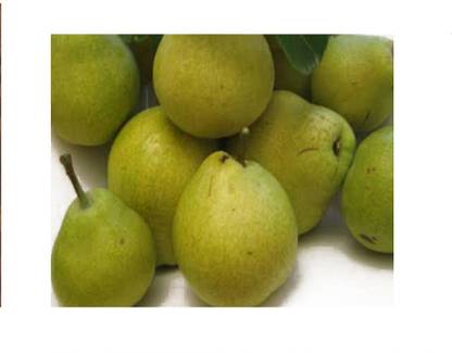 VibeX NASHPATI, PEAR Seed