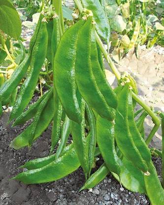Recron Seeds Papdi Flat Beans Vegetable Seed