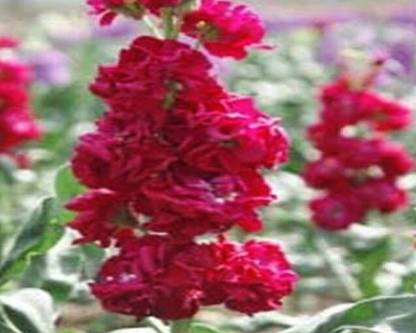 VibeX STACK DWARF Seed