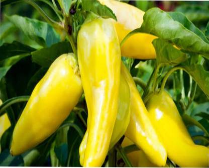 VibeX PEPPER BANANA Seed
