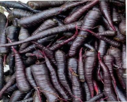 VibeX BLACK CARROT, KALI GAJAR Seed