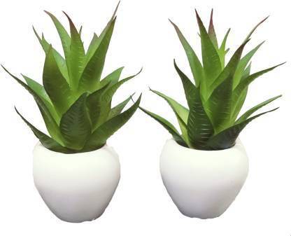 Espacia Decoratorz Aloe Vera Plant
