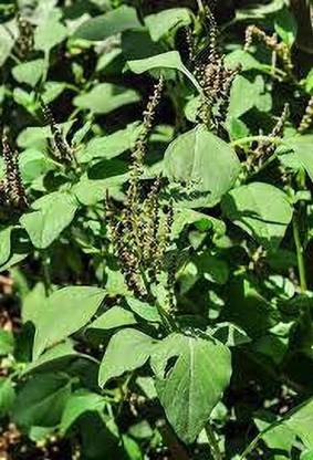 myhobbygarden Amaranthus Small Chikka Arive Soppu Seed