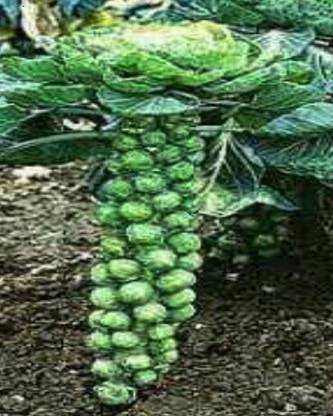 VibeX LONG ISLAND BRUSSELS SPROUT Seed