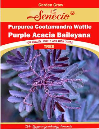SENECIO Acacia Baileyana, 'Purpurea' Cootamundra Wattle Seed