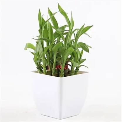TreeLand Two Layer Bamboo Plant