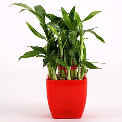 GREEN-HOMES Two Layer Bamboo Plant