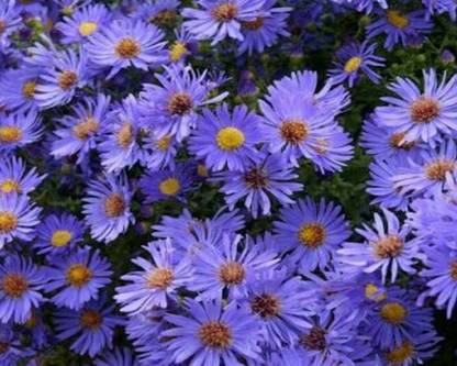 VibeX GYPSAPHILA BABYS BREATH, WINTER FLOWER SEED Seed