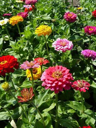 UGRA Zinnia elegans, Dahlia-Flowered Mixed Seed