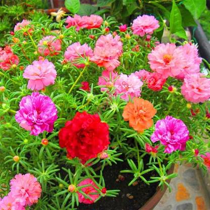 XOLDA Exotic Portulaca Mixed Flower Seed