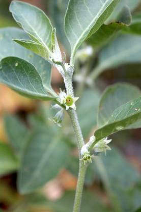 Dream mall Bryophyllum Pinnatum/Patharchatta Plant