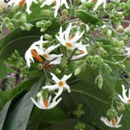VibeX PAVIZHAMALLI, JASMINE, HARSHRINGAR, PARIJAAT Seed