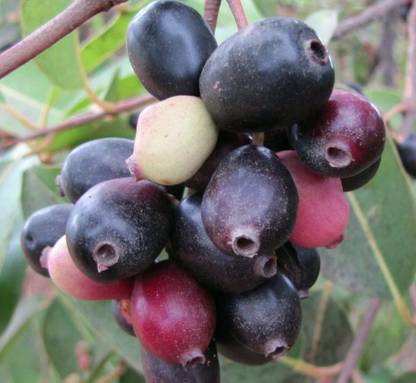 VibeX Jamun Seed