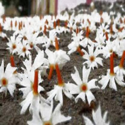 VibeX PAVIZHAMALLI, JASMINE, HARSHRINGAR, PARIJAAT Seed