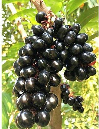 VibeX Jamun Seed