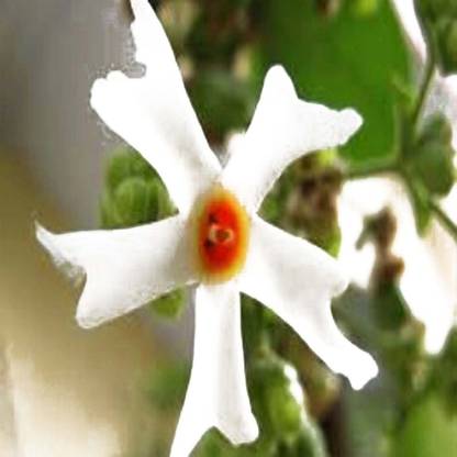 VibeX CORAL JASMINE FLOWER, JASMINE, HARSHRINGAR, PARIJAAT Seed