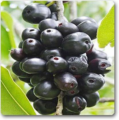 VibeX Jamun Seed