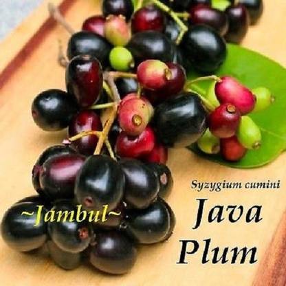 VibeX Jamun Plant Seeds Seed