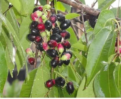 VibeX Jamun - Plant Seed Seed