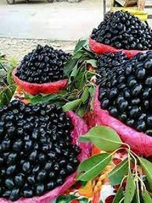 Qualtivate ® Grafted Rare Exotic Syzygium Cumini (Jambolan/Java plum/Black plum/Jamun/Njaval) Fruit Seed Seed