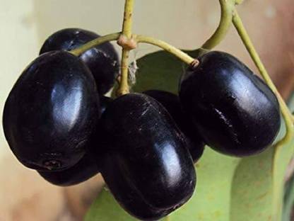 Qualtivate ® Jambolan/Java plum/Black plum/Jamun/Njaval Fruit Seed Seed