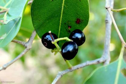 VibeX Jamun Seed