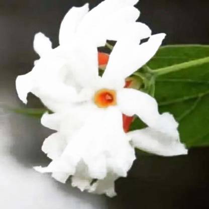 VibeX CORAL JASMINE, PARIJAAT, HAR SHRINGAR Seed