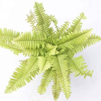 The Nursery Fern Plant