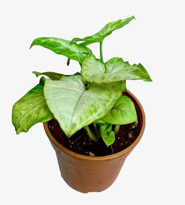 Dream mall Syngonium Plant