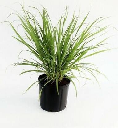 GREEN-SHADE Lemon Grass Plant