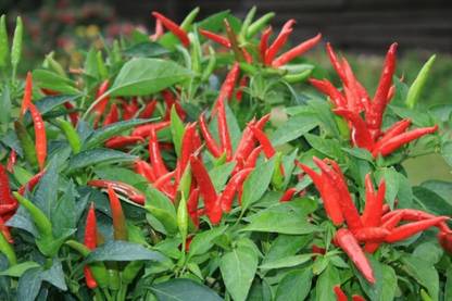 Qualtivate ® Original Pusa Sadabahar Chilli/Mirch Seeds Seed