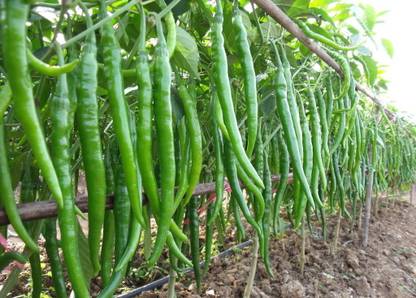 Qualtivate ™ Chilli Seeds - Anugraha Variety - Vegetable Seeds Seed