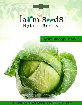 VibeX Cabbage Seed