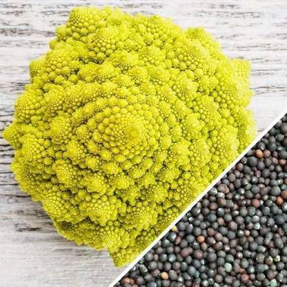ActrovaX High Germination Broccoli Romanesco [4000 Seeds] Seed