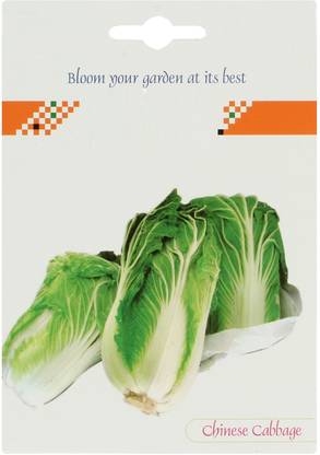 DROXTY ® XXL-43-Organically Grown Chinese Cabbage Seed