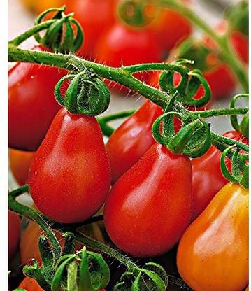 VibeX Tomato Seed