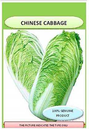 VibeX ® XXL-421-Seeds Cabbage Seed