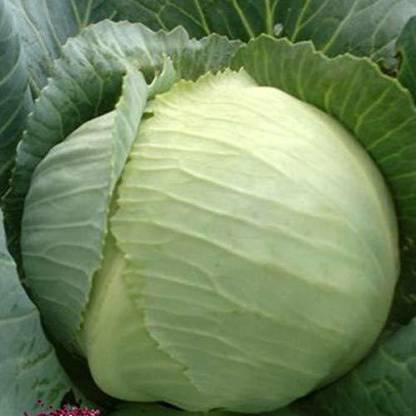 DROXTY ™ XXL-674-Organic Desi Green Cabbage Seeds Seed