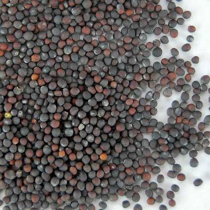 VibeX Cabbage/Bandgobhi Seed