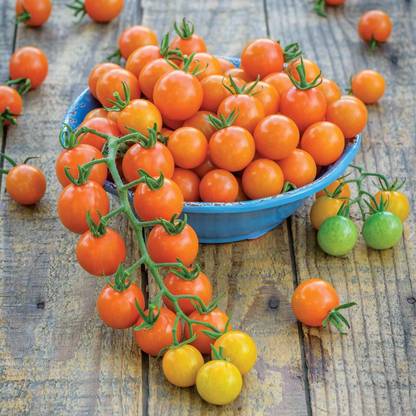 Qualtivate India Honeycomb Hybrid Golden Orange Cherry Tomato Seed