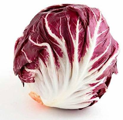 DIOART ® XXL-621-Red Cabbage - Radicchio Di Treviso Italian Vegetable Seeds Seed
